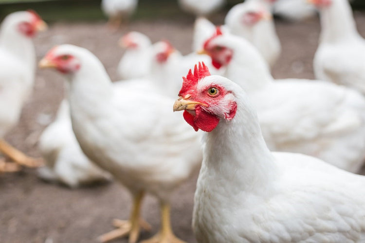 FOR POULTRY