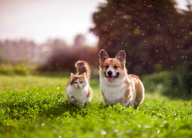 FOR CANINE