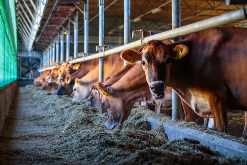 FOR FARM ANIMALS